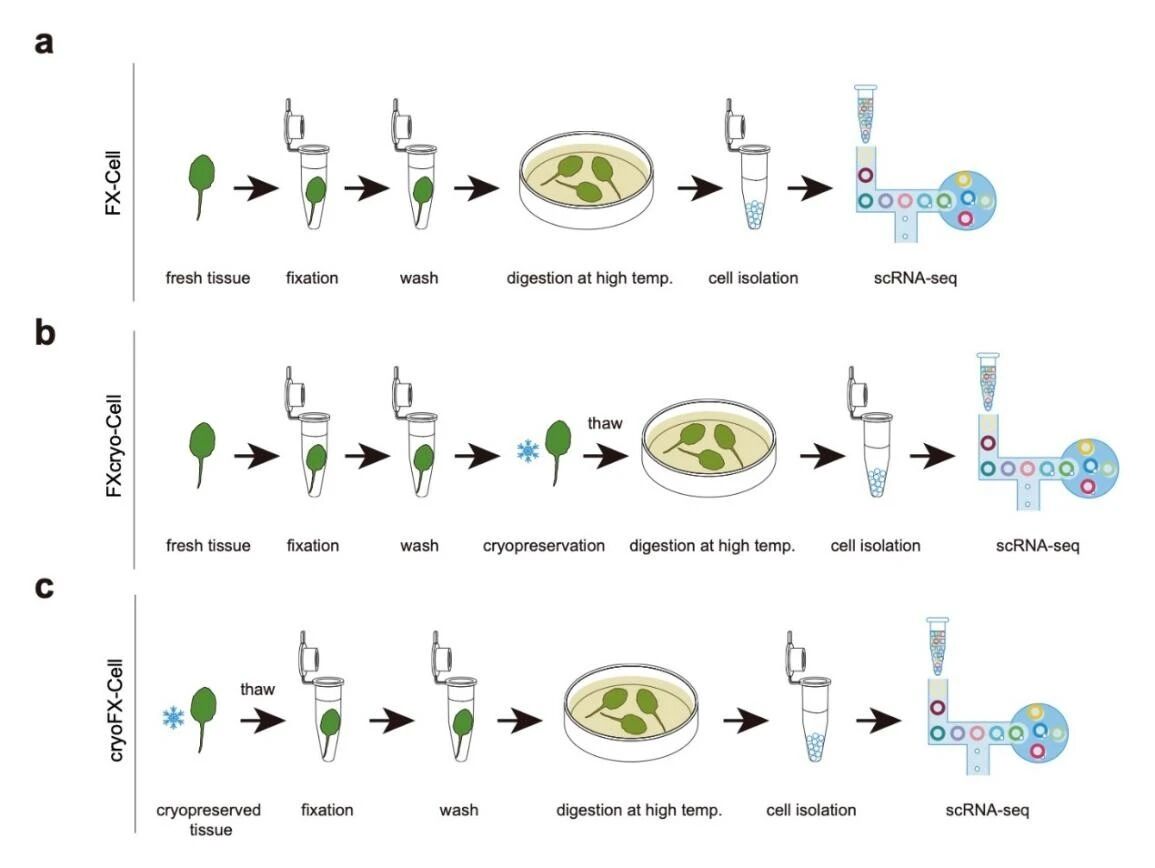 FX-Cell及其衍生技术流程