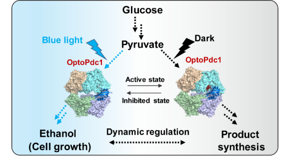 光控酿酒酵母代谢调控系统示意图