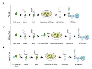 研究人员开发新方法突破植物单细胞测序关键瓶颈